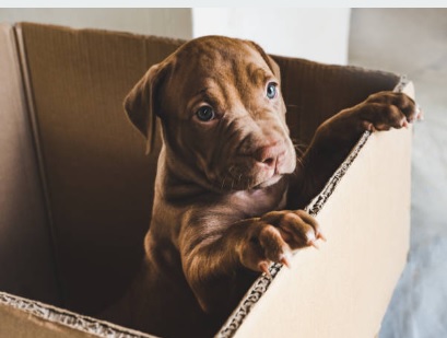 pitbull puppy are the focus of the eyes of many. While they're extremely guardians of their loved ones pit bulls are welcoming too. When they are puppies they want to be active all the time all day long, and enjoys interacting with both adults and children.